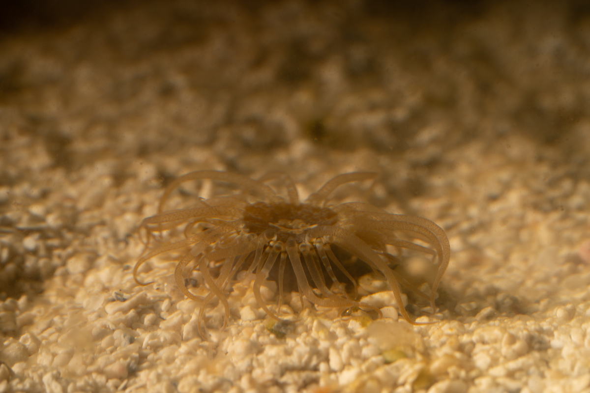 A tan anemone in a tank on gravel