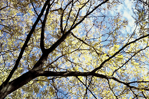 trees
