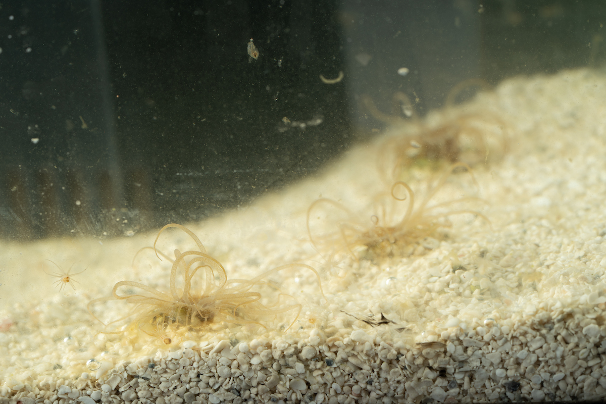 Three anemones in a tank on gravel