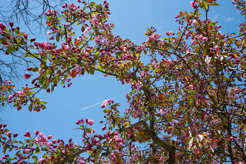 pink tree