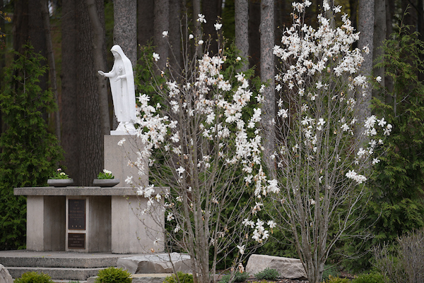 Our Lady of Fatima statue with a tree blooming white flowers beside it