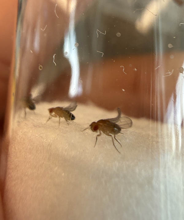 fruit flies in a container 